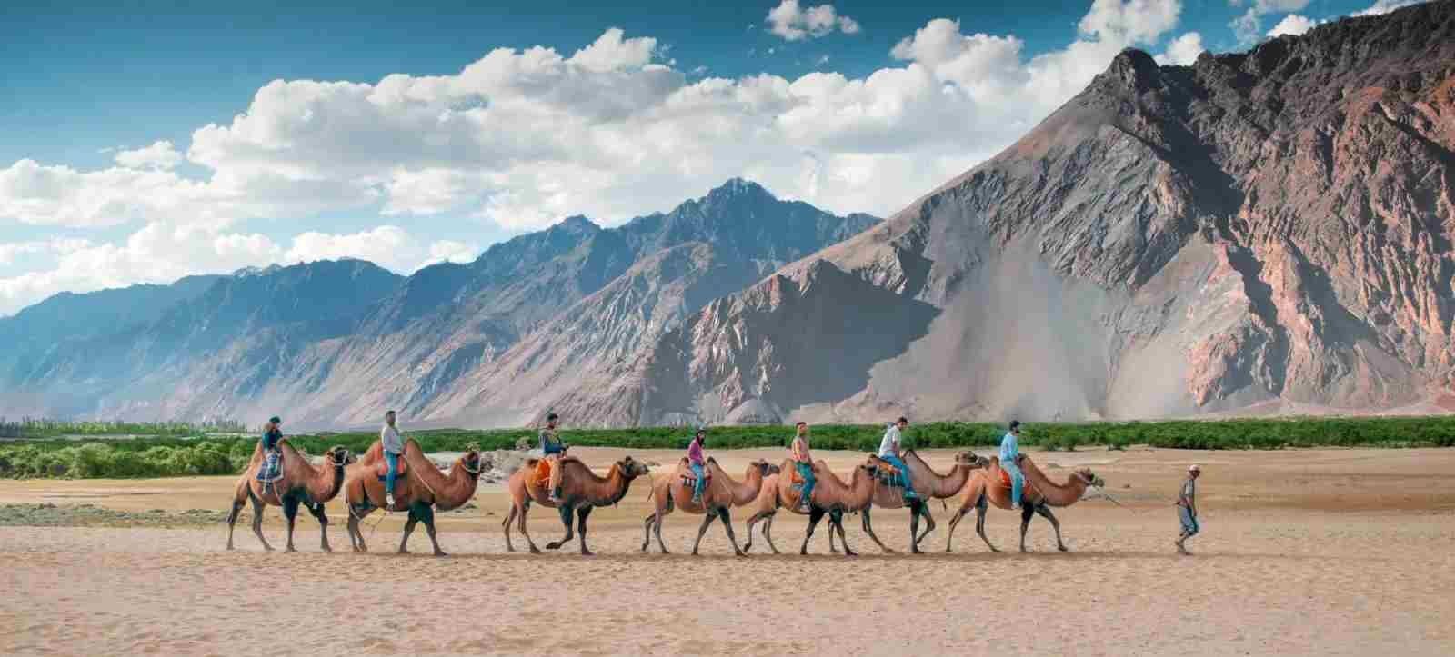 Camel Safari Ladakh