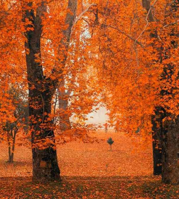 Kashmir Delight Tour Package